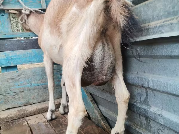 Koza, Kozy