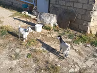 Goat, Goats — photo 2