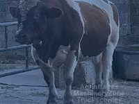Buğa, Mən-anju — foto 5