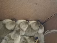 Ducks — 照片 2