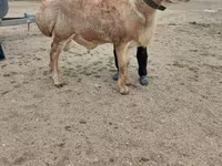 Qoç, Qoyunlar — foto 2