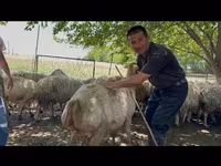 Sheep, Sheep — photo 8