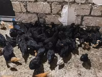 Chickens — foto 1