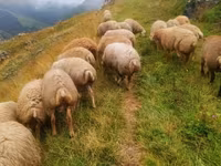 绵羊（批次，未指定性别）, Sheep — 照片 1