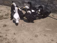 अलाबियो — फ़ोटो 4