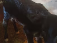Cow, Alatau breed — photo 1