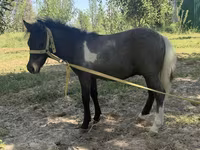 Yegua, Australian Pony — foto 2