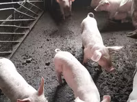 Sow, Pigs — photo 4