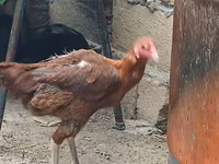 Chickens — foto 6