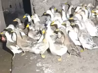 Ducks — Foto 2