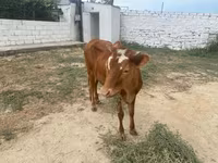 Cow, Cattle — photo 3