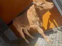 公牛, Simmental cattle — 照片 1