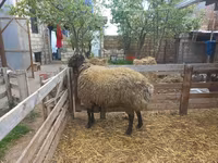 Ram, Sheep — photo 3