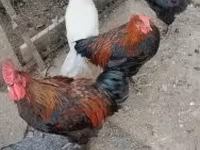 Marans — foto 2