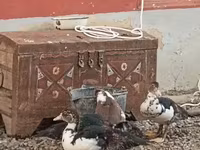 Ducks — photo 2