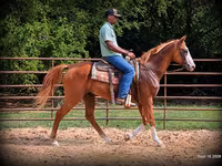 Caballo, American paint horse — foto 6