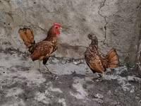 Bantam — photo 4