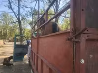 Kůň, Koně — foto 5