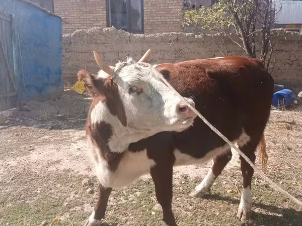 Krava, Latvian Blue cattle