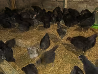 Australorp — photo 1