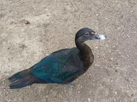 Domestic Muscovy — photo 4