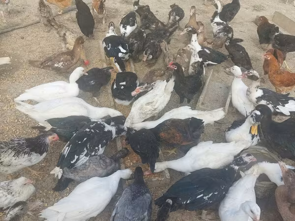 Ducks
