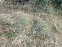 Təzə biçilmış ot və yonca qarışığı - Həyətyanı sahədən bu günlərdə — foto 2