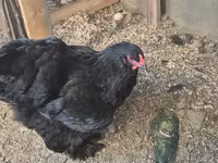 Brahma — photo 3
