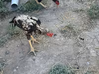 Chickens — photo 8