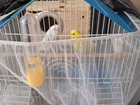 Dalmatin və sarı rəngli iki dalğıç papağanla birlikdə tam dəst quş — 照片 1