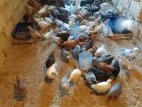 Chickens — photo 7