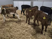 母牛, Simmental cattle — 照片 4