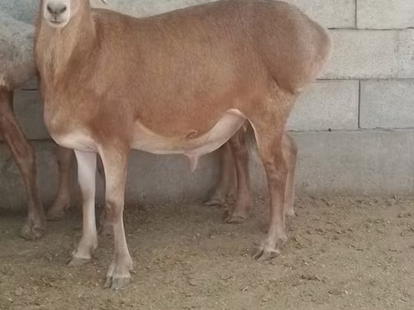 घोड़ा, Kyrgyz Horse