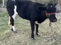 İnək, Latvian Blue cattle — foto 1