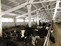 İnək, Yaroslavl cattle — foto 6