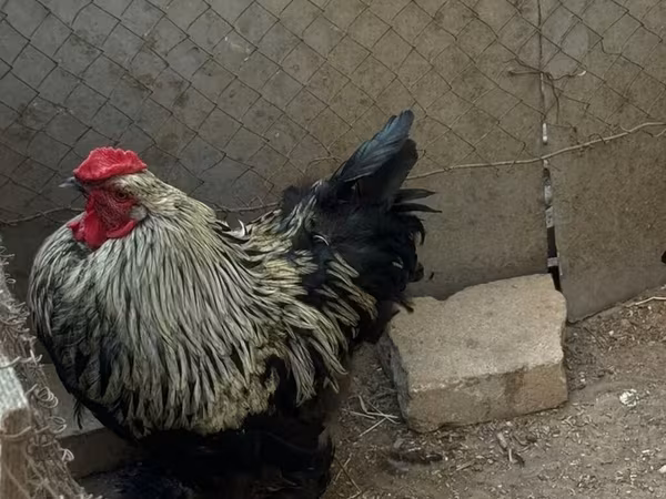 Brahma — Azerbaijan