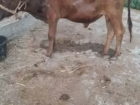 牛只（批次，未指定性别）, Cattle — 照片 1