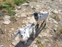 Goat, Goats — photo 4