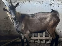تيس, Oberhasli goats — الصورة 1