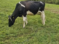 Vaca, Russian Black pied cattle — foto 1