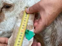 نعجة, East Friesian Dairy sheep — الصورة 6