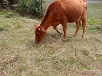 Vaca, Ganado vacuno — foto 4