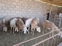 Ram, Hissar sheep — photo 1