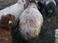 मेढ़ा, Blackheaded Persian sheep — फ़ोटो 4