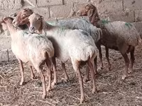 Sheep, Sheep — photo 2