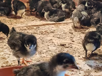 Australian Pit Game fowl — Foto 1
