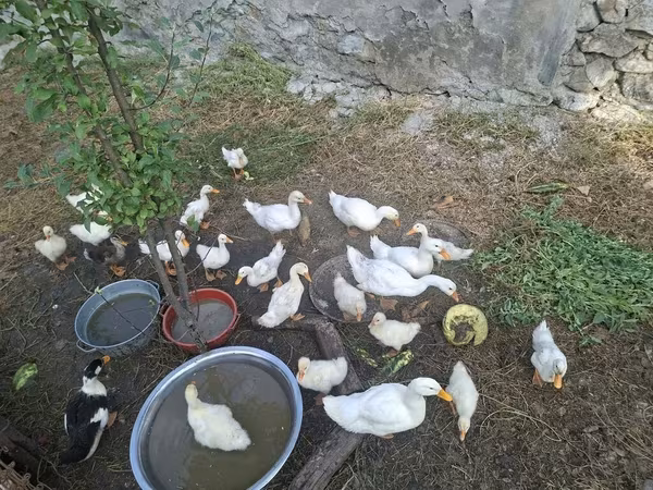Ducks — Azerbaijan