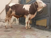 Buğa, Simmental cattle — foto 1