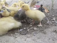 Domestic Muscovy — photo 2