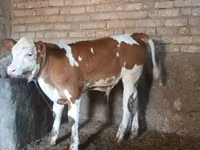 Bull, Simmental cattle — photo 2